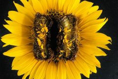 Tournesol-copie-852x1024-1